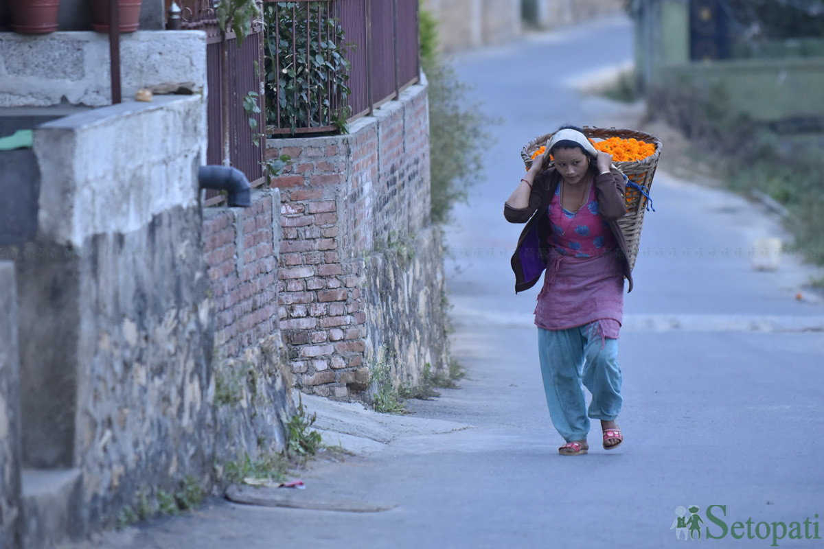 https://raracms.setopati.com/uploads/shares/2019/01/sujita/Marigold flowers for the Tihar Festival (1).JPG